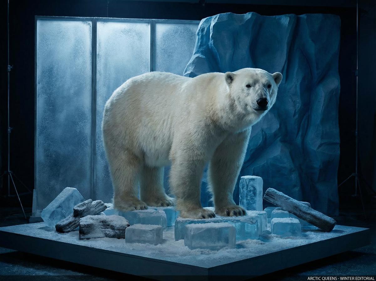 高清视频北极熊写真视频